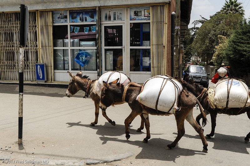 20120328_123905 Nikon D3S 2x3.jpg - Mules are frequently used for transport and especially to carry things